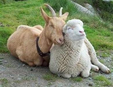animals