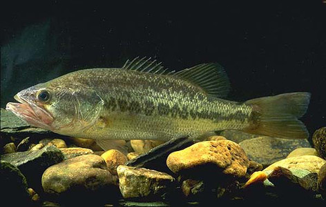 bass