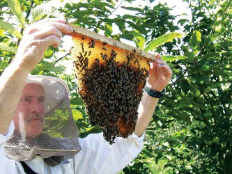 bees