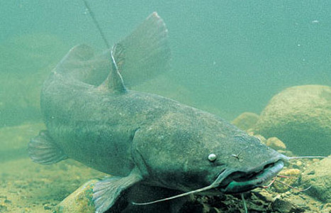 catfish