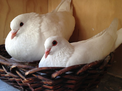 doves