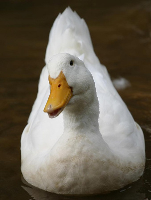 duck