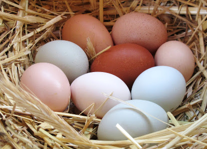 chicken eggs