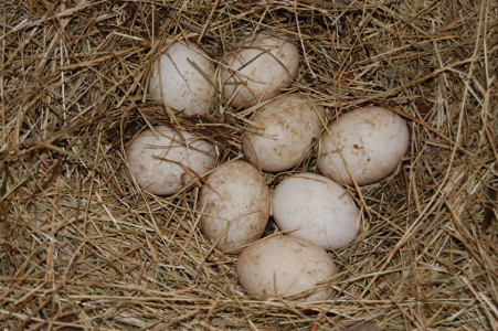 duck eggs