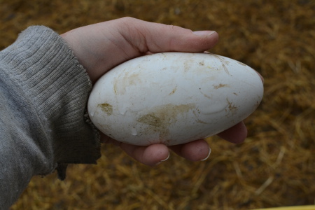 goose eggs