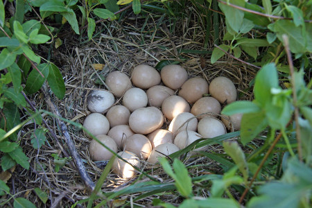 guinea eggs