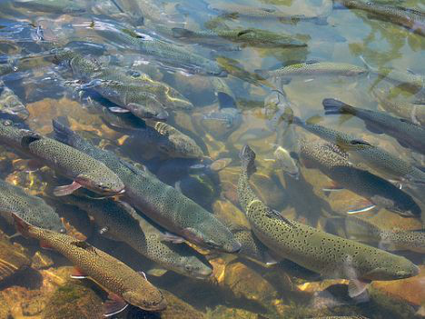 fish