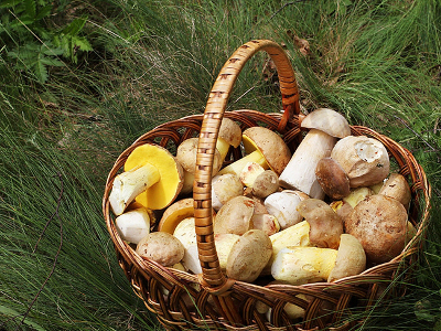 fungi