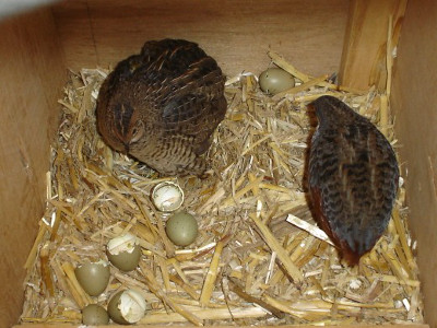 gamebirds