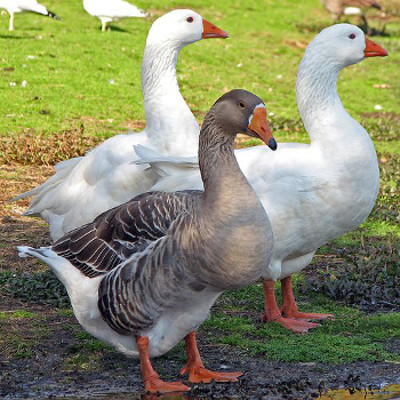 geese