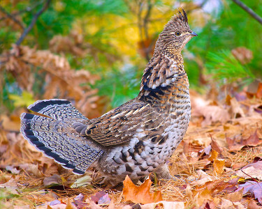 grouse