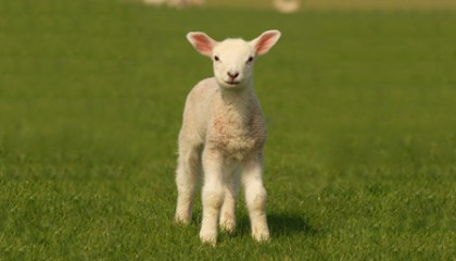 lamb