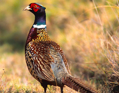 pheasant