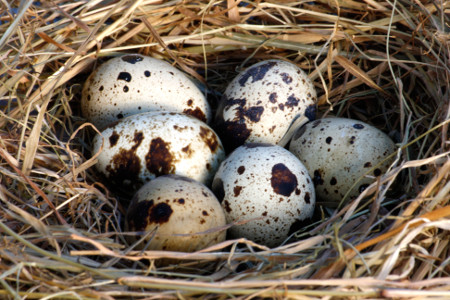 quail eggs