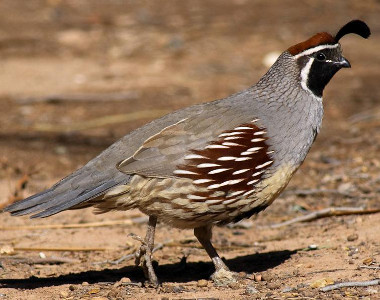 quail