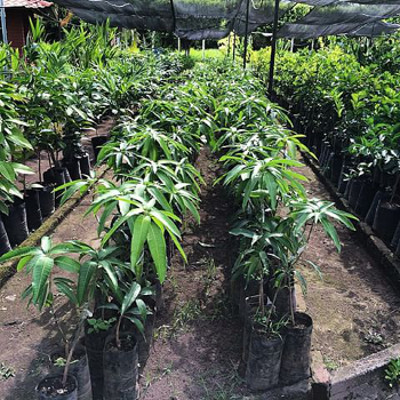 saplings