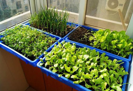 seeds and sets