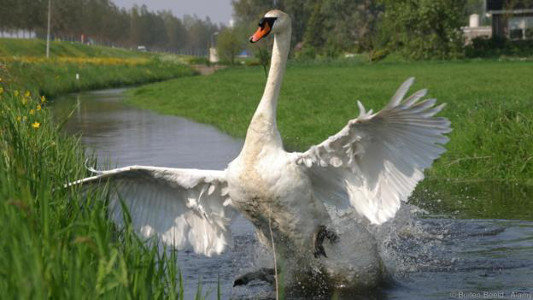 swan