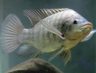tilapia