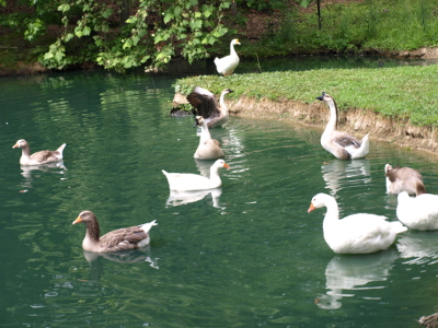waterfowl