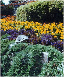 Xeriscape landscaping